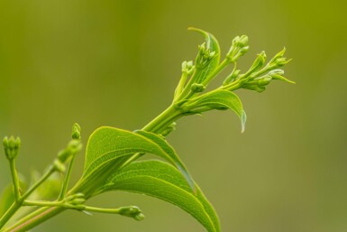 Heptacodium miconioides haute-tige 8/10