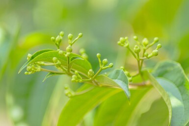 Heptacodium miconioides haute-tige 8/10