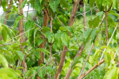 Heptacodium miconioides haute-tige 8/10