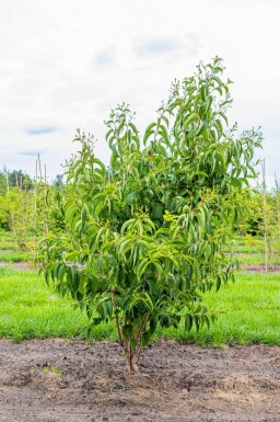 Heptacodium miconioides cépée