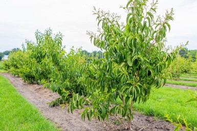 Heptacodium miconioides cépée
