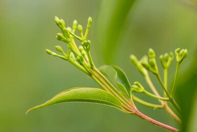 Heptacodium miconioides cépée 200-250