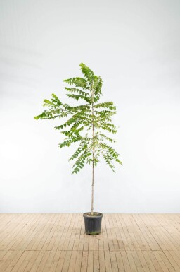 Juglans nigra haute-tige