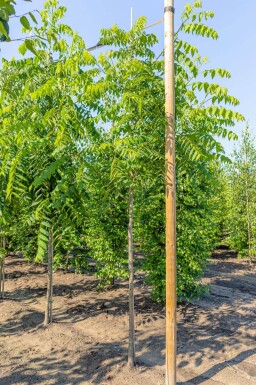 Juglans nigra haute-tige