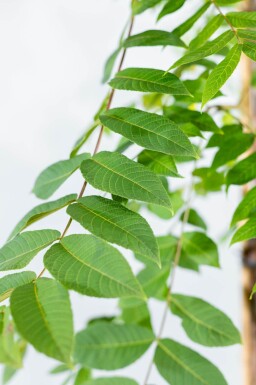 Juglans nigra haute-tige