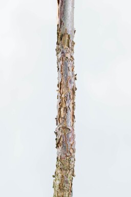Juglans nigra haute-tige