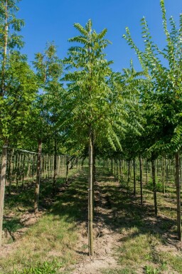 Juglans nigra haute-tige