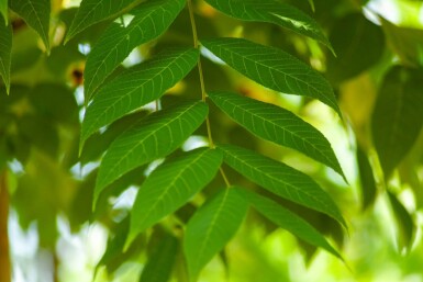 Juglans nigra haute-tige