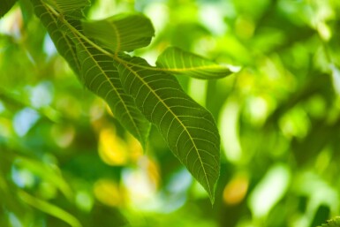 Juglans nigra haute-tige