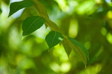 Juglans nigra haute-tige