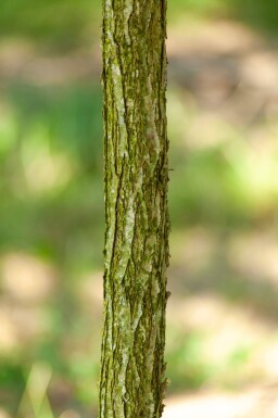 Juglans nigra haute-tige