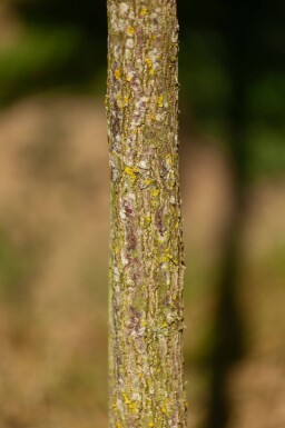 Juglans nigra haute-tige