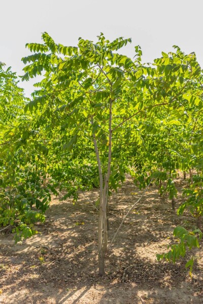 Juglans nigra cépée
