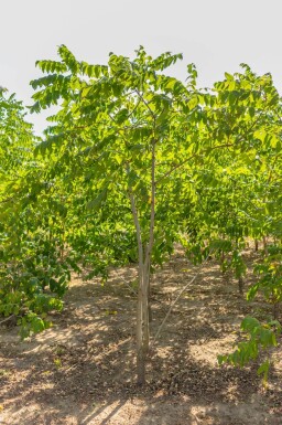 Juglans nigra cépée