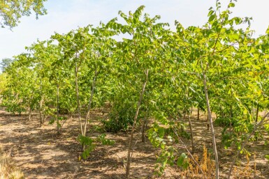Juglans nigra cépée