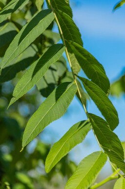 Juglans nigra cépée