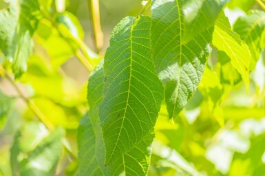 Juglans nigra cépée