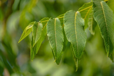 Juglans nigra cépée