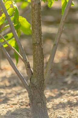 Juglans nigra cépée