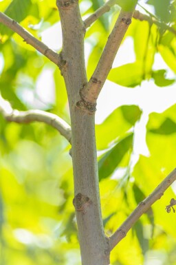 Juglans nigra cépée