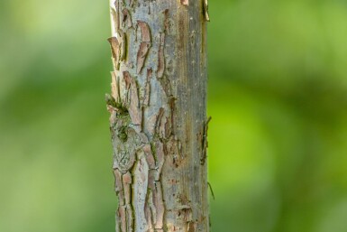 Juglans nigra cépée