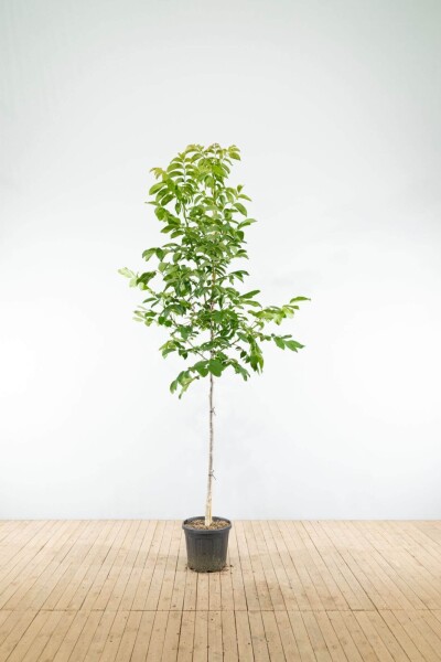 Juglans regia haute-tige 6/8