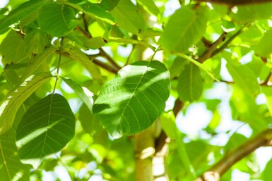 Juglans regia haute-tige 6/8