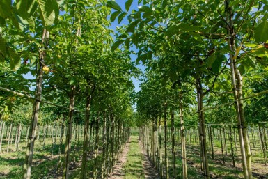 Juglans regia haute-tige 6/8