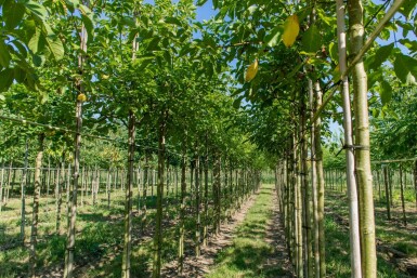 Juglans regia haute-tige 6/8
