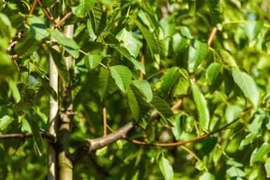 Juglans regia haute-tige 6/8
