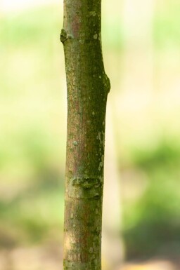 Juglans regia haute-tige 6/8