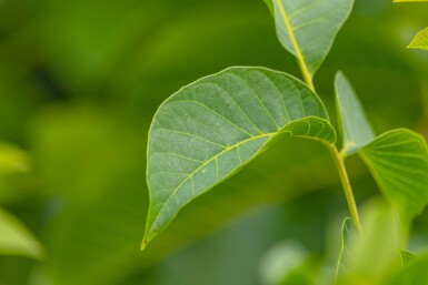 Juglans regia haute-tige 6/8