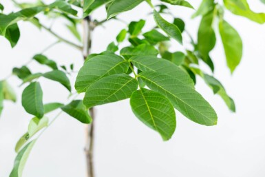 Juglans regia haute-tige 6/8