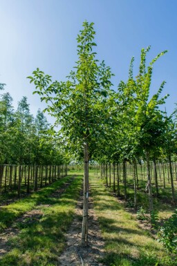 Juglans regia haute-tige 6/8