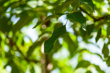 Juglans regia haute-tige 6/8