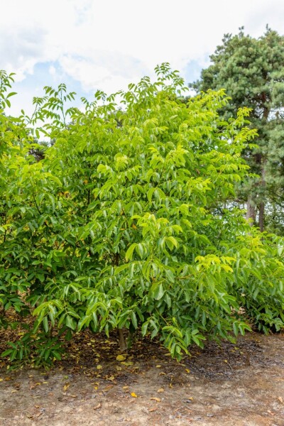 Juglans regia cépée 175-200