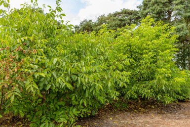 Juglans regia cépée 175-200