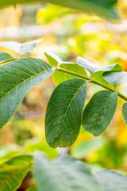 Juglans regia cépée 175-200