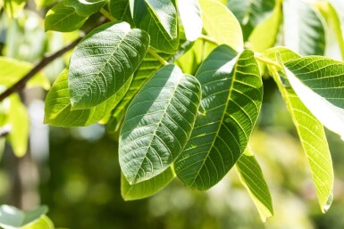 Juglans regia cépée 175-200