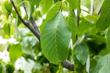 Juglans regia cépée 175-200