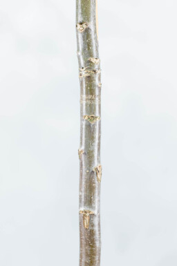 Juglans regia cépée 175-200