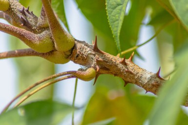 Kalopanax septemlobus cépée