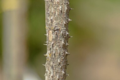 Kalopanax septemlobus cépée