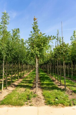 Koelreuteria paniculata haute-tige
