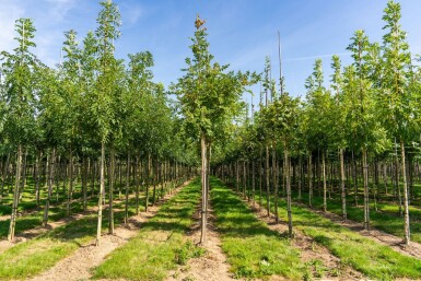 Koelreuteria paniculata haute-tige 12/14