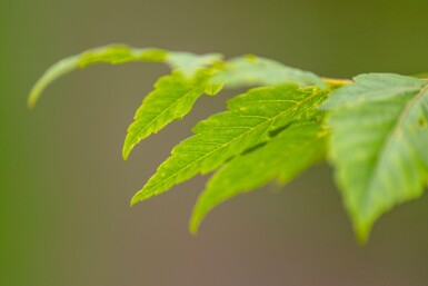 Koelreuteria paniculata haute-tige 12/14