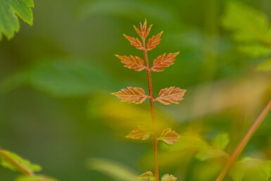 Koelreuteria paniculata haute-tige 12/14