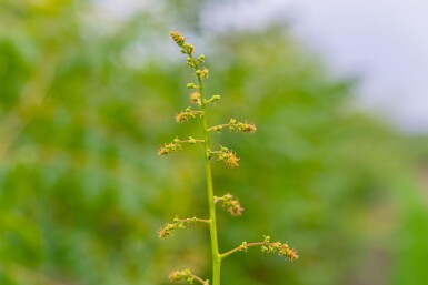 Koelreuteria paniculata haute-tige 12/14