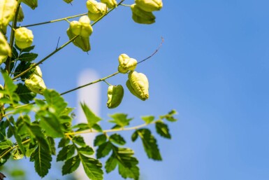 Koelreuteria paniculata haute-tige 12/14