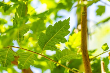 Koelreuteria paniculata haute-tige 12/14